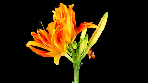 Time Lapse of Opening Beautiful Orange Lily Flowers