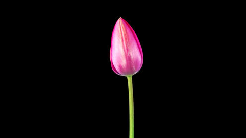Timelapse of Pink Tulip Flower Opening
