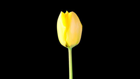 Timelapse of Yellow Tulip Flower Opening