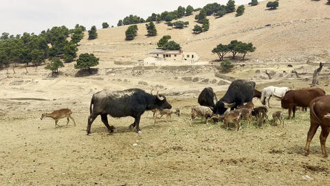 Mixed herd of buffalo cattle and antelopes feeding on hay in wildlife park