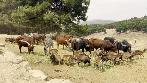 Mixed herd of zebra buffalo and antelope feeding in wildlife park