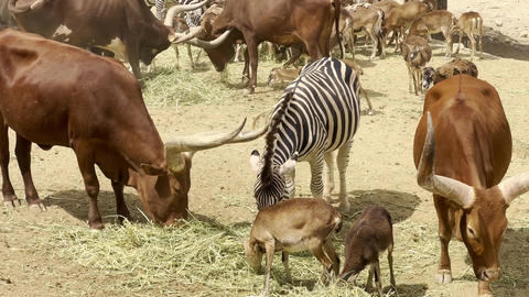 Zebra and horned cattle feeding together with antelopes in wildlife park