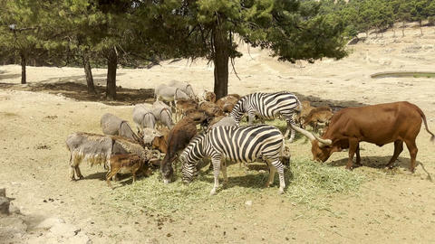 Zebras, donkeys, cattle and antelopes feeding together on hay outdoors
