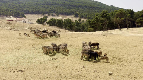 Herd of grazing animals in a dry open wildlife park landscape