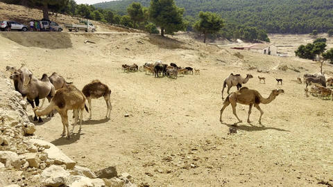 Camels and other grazing animals roaming across dry wildlife park