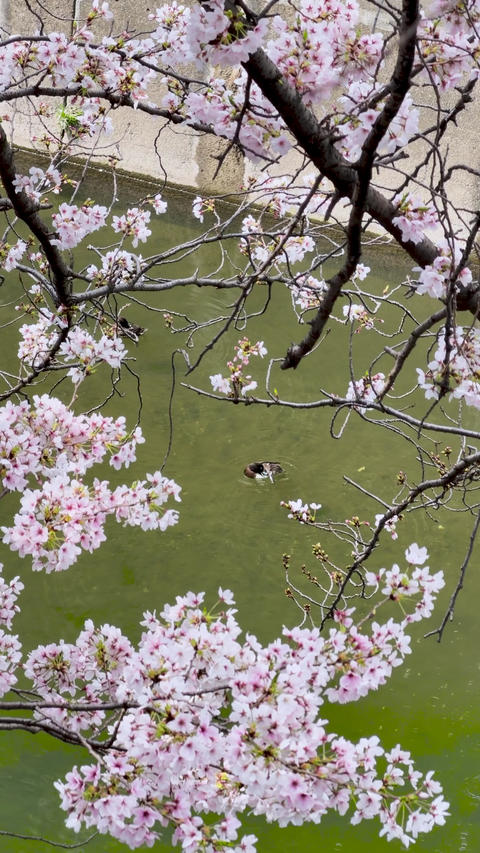 Cherry Blossoms Over Water with Waterfowl