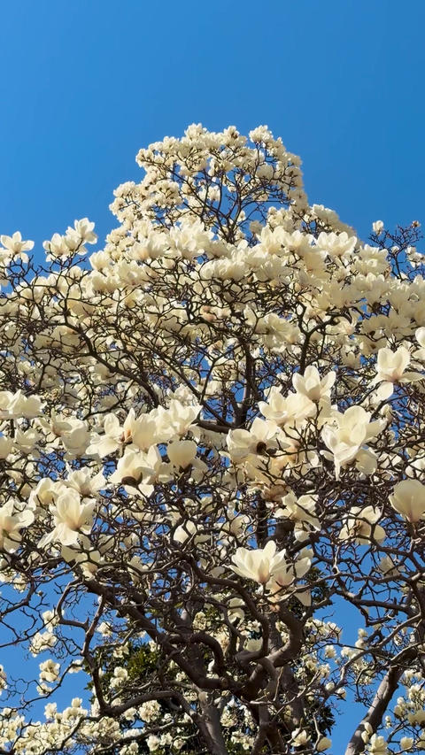 White Blossoms on Tree Branches Against a Blue Sky