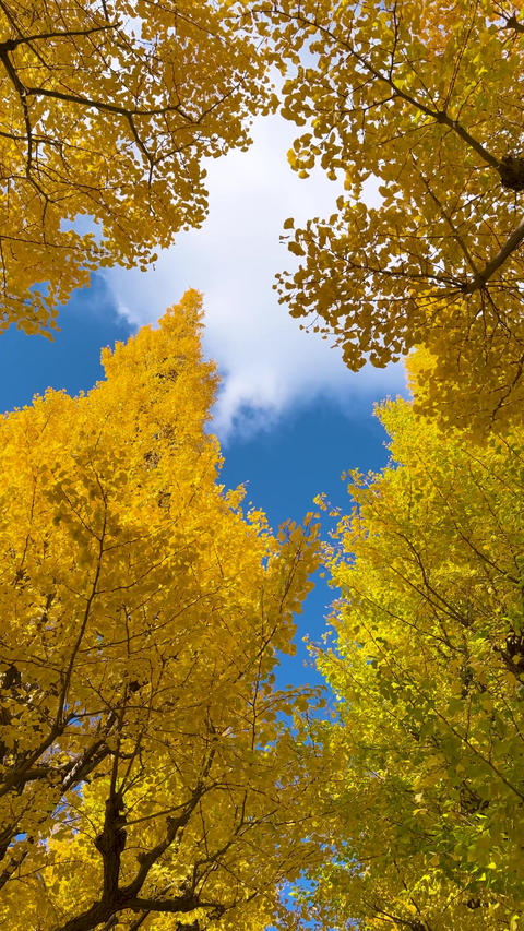 Golden Ginkgo Foliage Framing a Blue Sky