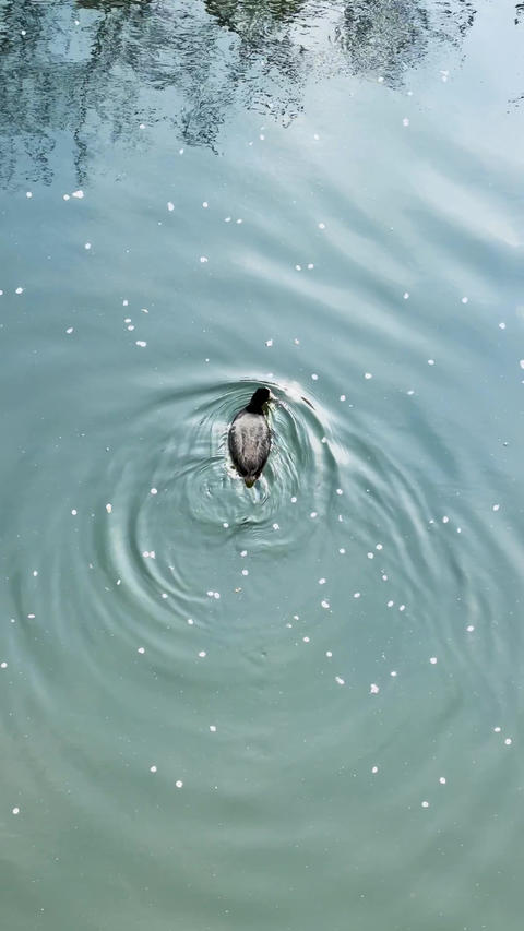 Waterbird Swimming Among Floating Flower Petals