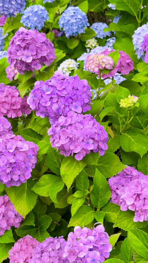 Purple Pink and Blue Hydrangeas in Bloom