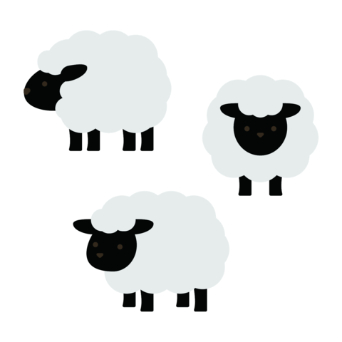 Cute fluffy sheep with black faces standing in different poses