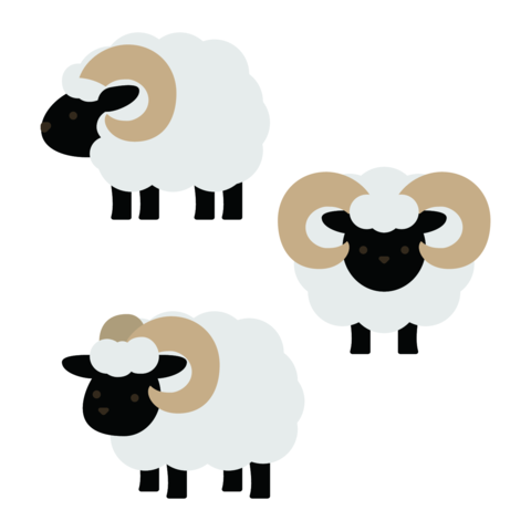 Cute fluffy sheep with curved horns standing in different poses