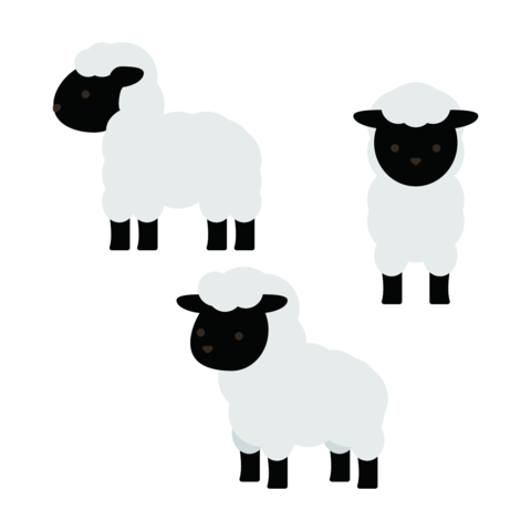 Cute young sheep with black faces standing in various angles