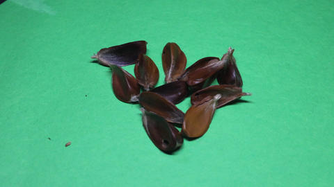 Brown beechnuts and shells under beech trees in the fall