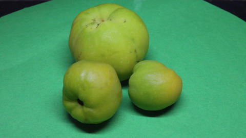 Yellow quinces in the fall for jam