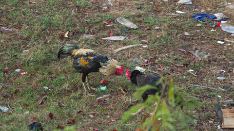 Roosters fighting gamecocks pecking and attacking on grass outdoors