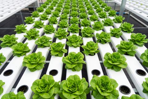Fresh Hydroponic Green Lettuce Growing in Greenhouse Agriculture System