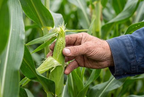 Farmer inspecting green corn cob on stalk in agricultural field