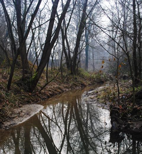 Melancholic and foggy atmosphere in a forest with a pond