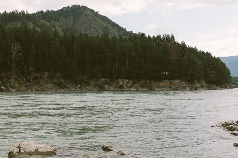 Katun River flowing past coniferous forest and mountains in the Altai wilderness