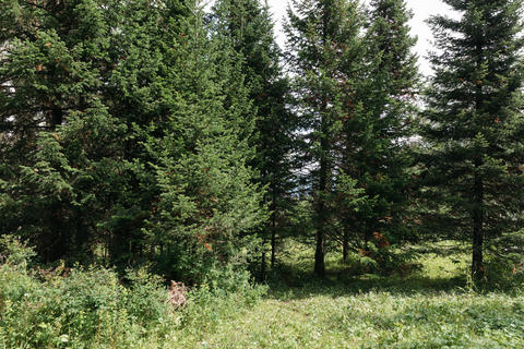 Evergreen coniferous pine and spruce forest growing on Mount Manzherok