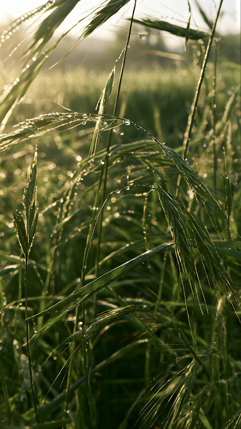 Close-Up of Dew-Covered Grass Glowing in Backlight