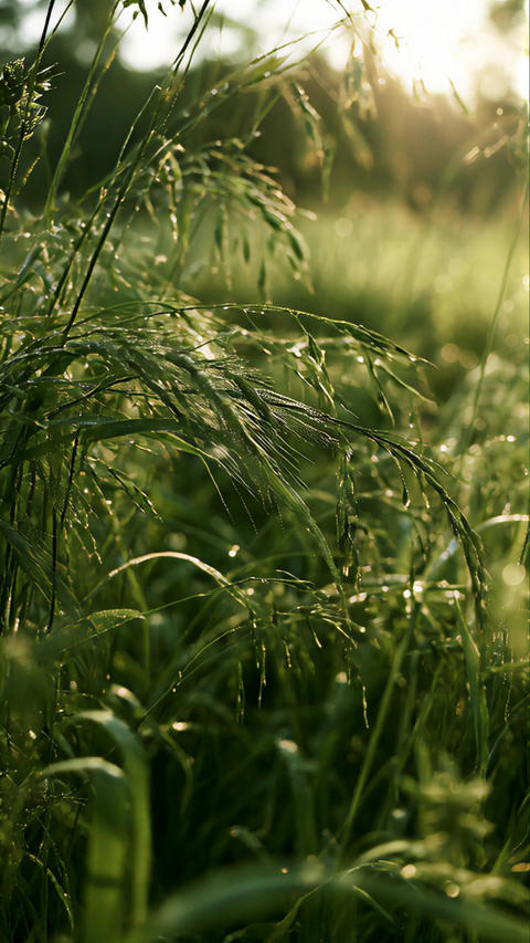 Close-Up of Dew-Covered Grass Glowing in Backlight