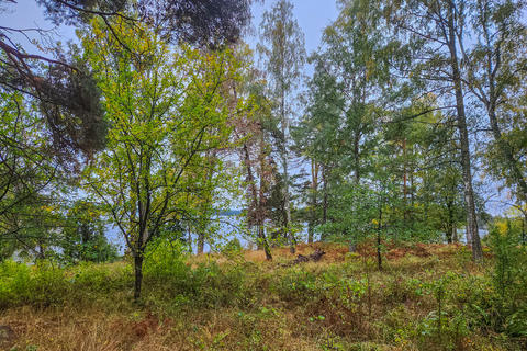 Beautiful view of birch and pine forest with autumn foliage beside Baltic Sea on Grinda island