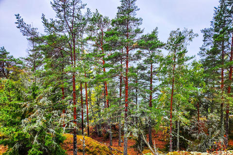 View of pine and spruce forest with lichen on branches and autumn foliage beside Baltic Sea