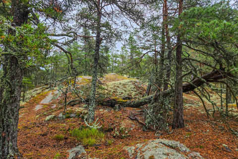 Beautiful view of rocky pine forest with lichen on trunks and moss covering ground on Grinda island