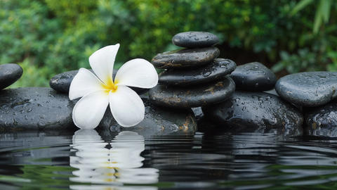White Plumeria Flower and Zen Stones Stacked by Calm Water for Relaxation and Meditation