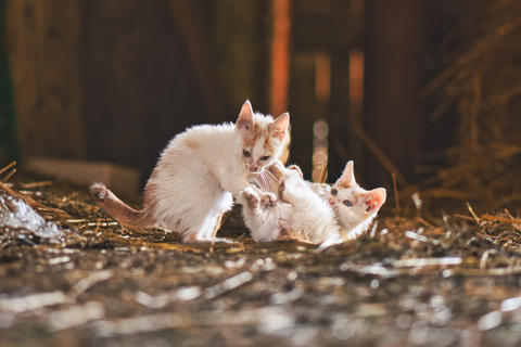 Two small kittens play together in a warm rustic barn setting
