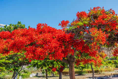 Close-up view of royal poinciana tree blooming against background of clear sky in Gran Canaria