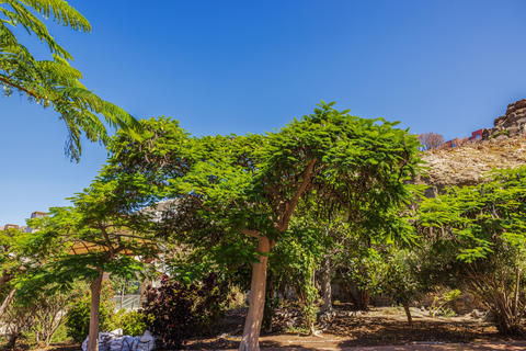 Beautiful view of royal poinciana trees against background of rocky hillside and clear sky