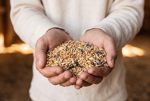 Farmer Holding Organic Grains and Seeds in Hands During Agricultural Harvest