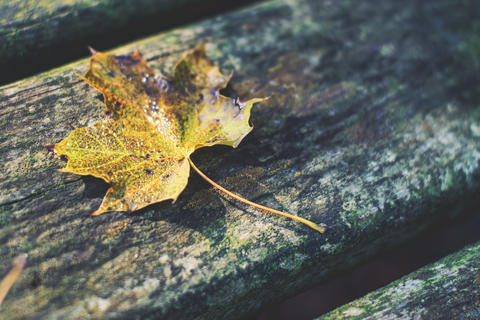 Single yellow autumn leaf with dew on weathered wooden surface