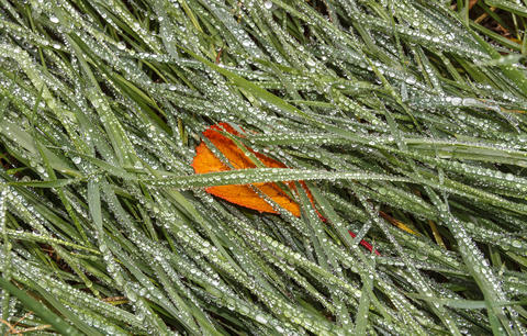 Orange Autumn Leaf