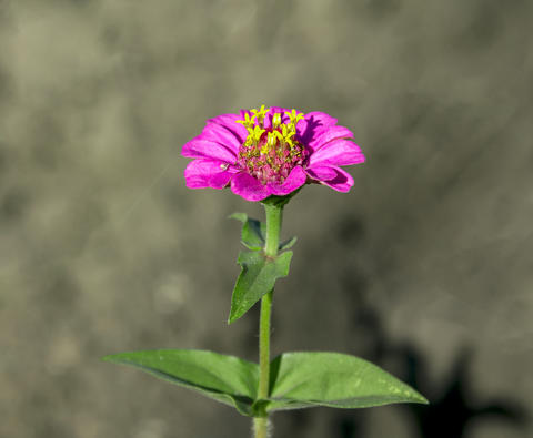 Pink Zinnia Flower