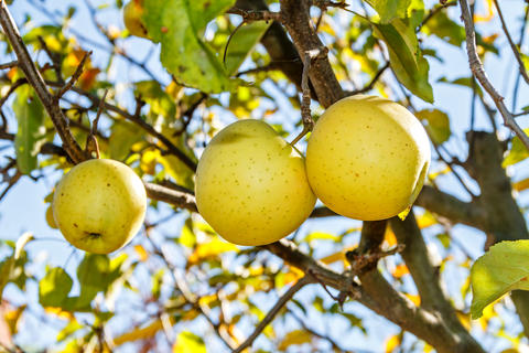 Ripe Yellow Apples