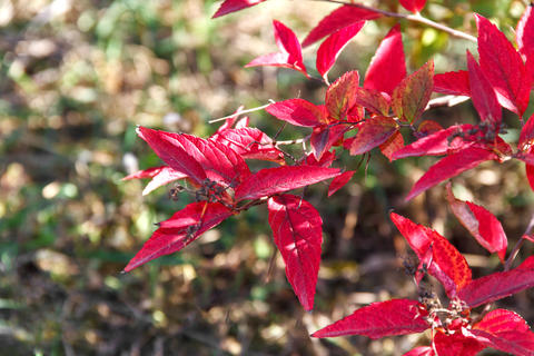 Vibrant Red Autumn Leaves
