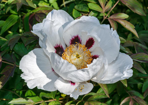 White Tree Peony