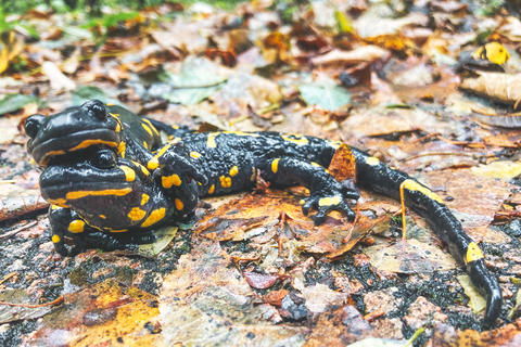 Two fire salamanders together on colorful wet autumn leaves