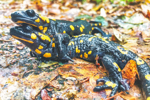 Two fire salamanders mating on wet autumn leaves in a forest