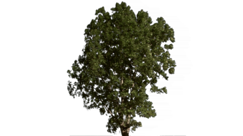tree 04