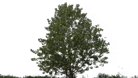 tree 06