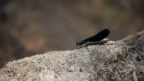 Black damselfly