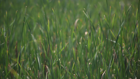 Swaying grass
