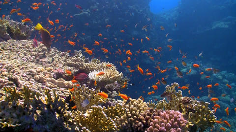 coral reef red fish