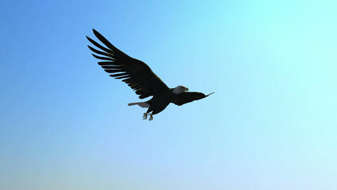 Eagle