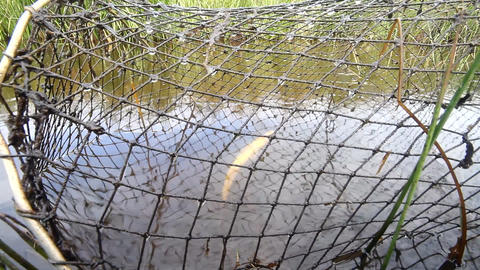 fishing net trap with forgotten dead perch fish
